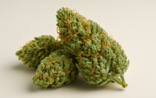 Alaskan Thunder Fuck cannabis strain featured image