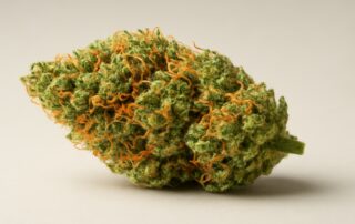 Amnesia Haze cannabis strain featured image