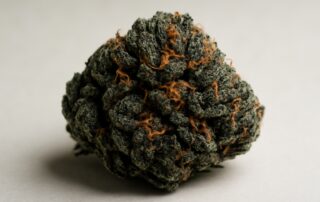 Black Domina cannabis strain featured image