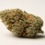 Chemdog cannabis strain featured image