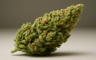 Durban Poison cannabis strain featured image