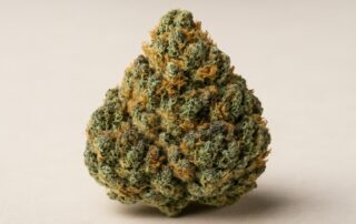 Dutch Treat cannabis strain featured image