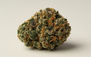 Girl Scout Cookies cannabis strain featured image