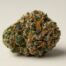 Girl Scout Cookies cannabis strain featured image