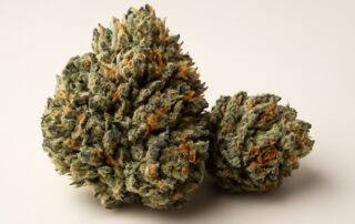 Gorilla Glue #4 cannabis strain featured image