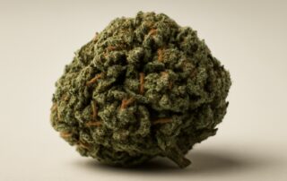Hindu Kush cannabis strain featured image