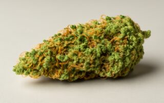 Jack Herer cannabis strain featured image