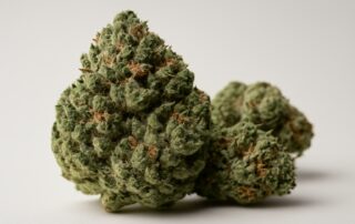 Kush Mints cannabis strain featured image