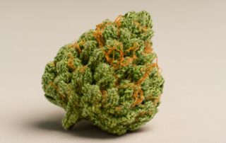 Lemon Tree cannabis strain featured image