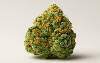 Mango Kush cannabis strain featured image