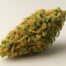 Maui Wowie cannabis strain featured image