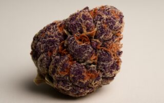 Mendocino Purps cannabis strain featured image