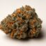 Mimosa cannabis strain featured image