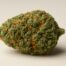 OG Kush cannabis strain featured image