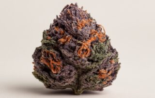 Purple Kush cannabis strain featured image