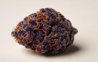 Purple Punch cannabis strain featured image