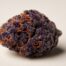 Purple Punch cannabis strain featured image
