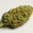 Sour Diesel cannabis strain featured image