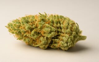 Super Silver Haze cannabis strain featured image