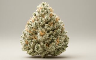 White Widow cannabis strain featured image
